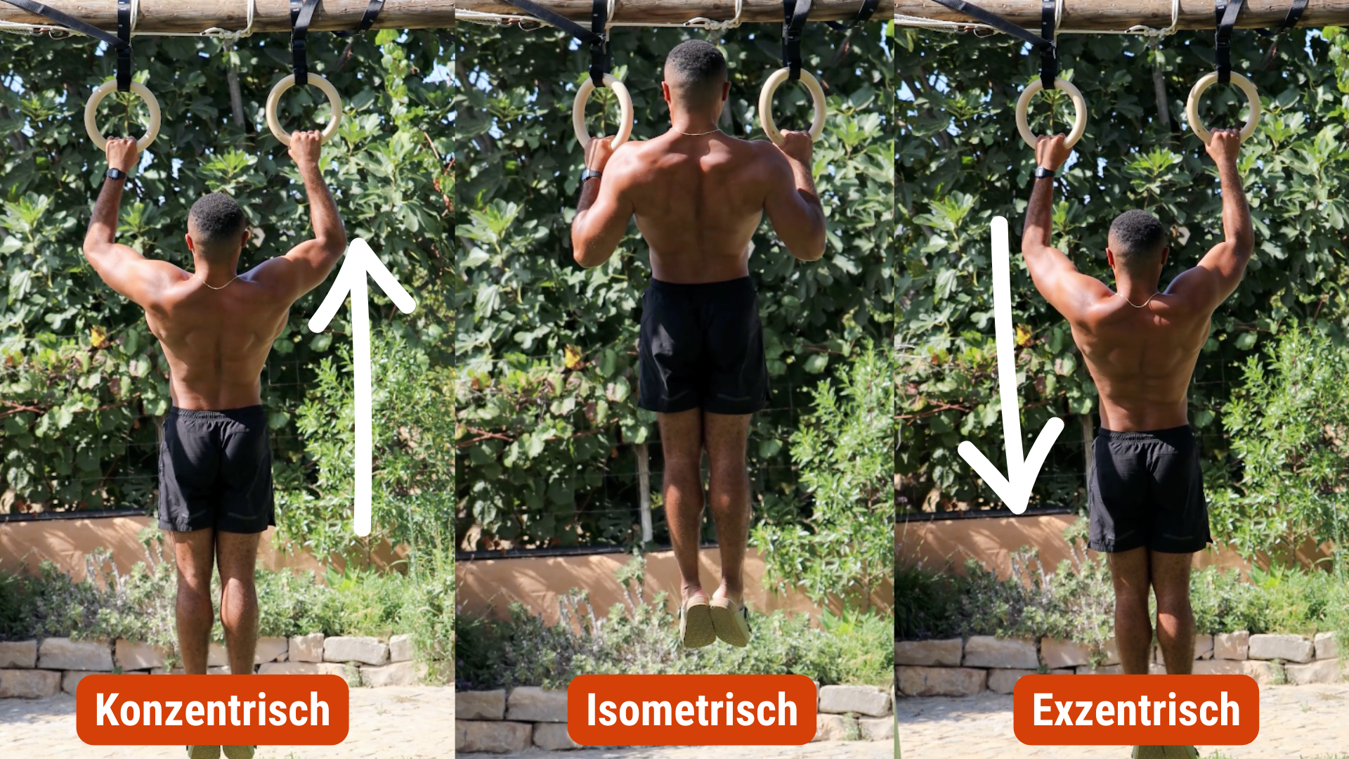 exzentrisch konzentrisch klimmzug.png