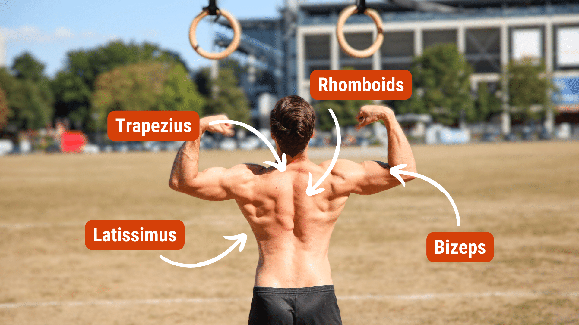 muscles_ring_row.png