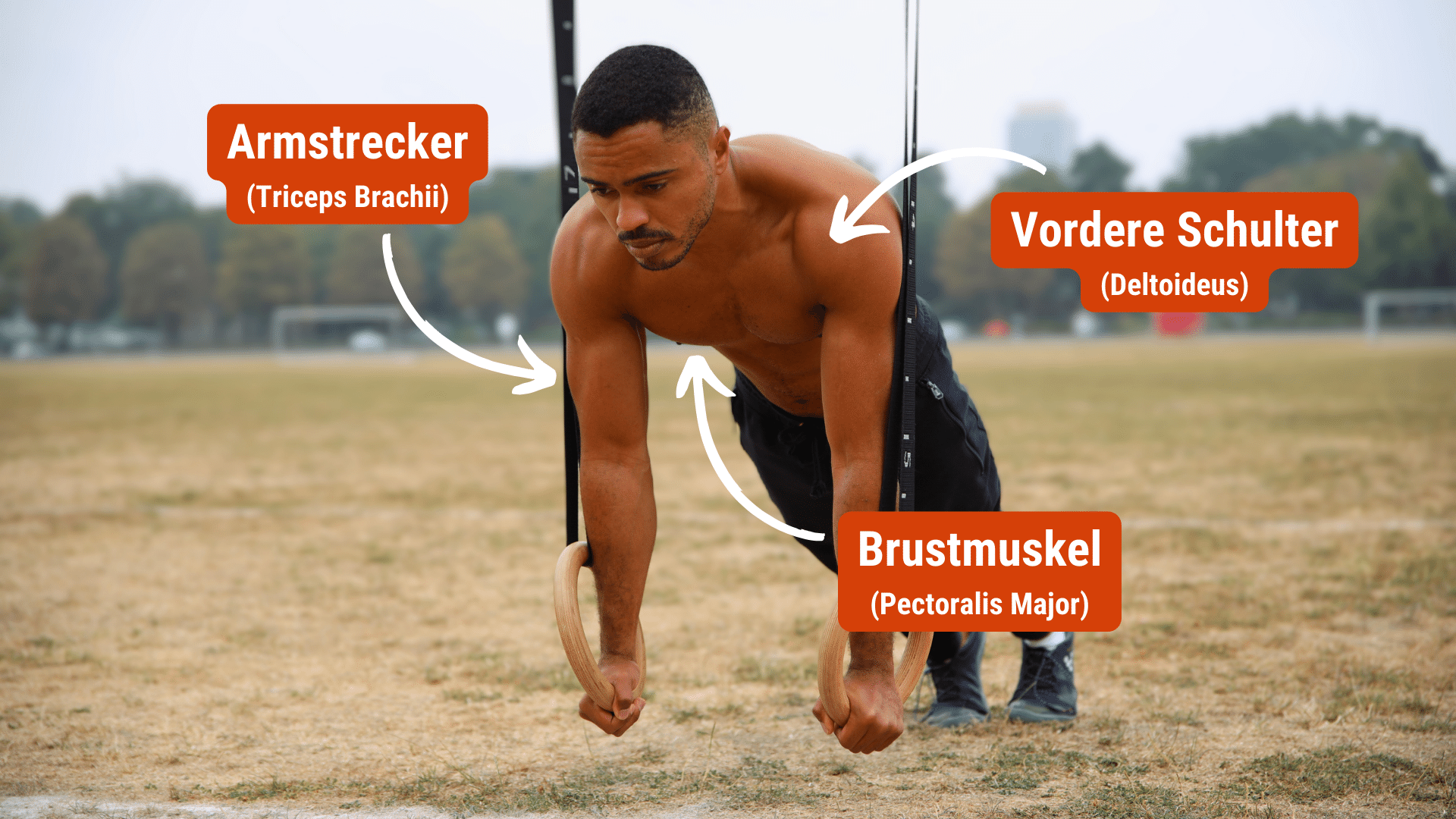 Muskeln Liegestütze Deutsch.png